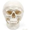 Elementary Anatomy Anatomia Elementare Modello di Cranio - Cranio Umano a 3 Parti a Grandezza Naturale con Calotta Rimovibile e Mascella Mobile, PVC Durevole