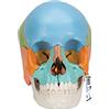 3B Scientific® Modello di Cranio Umano Anatomico - Versione Didattica in 22 Parti con Ossa Rimovibili, Strutture Numerate, PVC Lavabile + App Smart Anatomy (Garanzia 5 Anni)