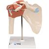 3B Scientific® Modello Funzionale dell'Articolazione della Spalla - Deluxe a Grandezza Naturale con Legamenti, Dimostra Movimento Naturale + 3B Smart Anatomy App (Garanzia di 5 Anni)