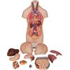 3B Scientific B22 Mini Torso, in 12 Parti + software 0 di anatomia - 3B Smart Anatomy