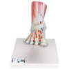 3B Scientific M34/1 Modello di scheletro del piede con legamenti e muscoli + software 0 di anatomia - 3B Smart Anatomy