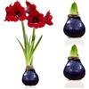 DUTCH BULBS EXCLUSIVE PLANTS FROM HOLLAN Bulbi di Amaryllis Cera Viola - 2 Bulbi Fiori in Grande Formato 28/30 | Piante e Fiori Esclusivi dall'Olanda, Hippeastrum Autentico (non semi, non artificiale)
