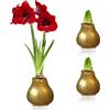 DUTCH BULBS EXCLUSIVE PLANTS FROM HOLLAN Bulbi di Amaryllis Cera Oro - 2 Bulbi Fiori in Grande Formato 26/28 | Piante e Fiori Esclusivi dall'Olanda, Hippeastrum Autentico (non semi, non artificiale)