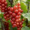 DUTCH BULBS EXCLUSIVE PLANTS FROM HOLLAN Ribes Rosso Jonkheer van Tets - 2 Piante - Perenni & Resistenti