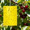 Appat Trappola mosca ciliegio [60 pezzi] 15 x 20 cm - piastre adesive gialle double face con pellicola di carta facile da rimuovere - protezione ecologica giardino e frutteto