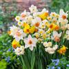 DUTCH BULBS EXCLUSIVE PLANTS FROM HOLLAN Bulbi Fiori Perenni da Esterno - 25 Bulbi di Narciso Tazetta Collezione | Piante e Fiori Esclusivi dall'Olanda, Profumati, per giardino, vasi e balcone (non semi, non artificiali)
