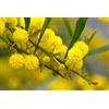 Generico Albero di Mimosa, Fiore giallo, Festa della donna, piante in vs18cm, H120cm