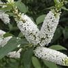 Generico BUDDLEJA Davidii BUZZ IVORY Bianca ALBERO DELLE FARFALLE in vaso 18 cm AMDGarden