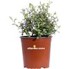 eGarden.store Pianta di Ceratostigma Willmottianum Pianta di Plumbago Cinese pianta da esterno pianta ornamentale di Ceratostigma pianta da fiore blu pianta vera venduta da eGarden.store