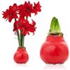 DUTCH BULBS EXCLUSIVE PLANTS FROM HOLLAN Bulbi di Amaryllis Cera Double Crimson - 1 Bulbo da Fiore