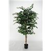 LIGUORO SHOP Ficus Benjamin Pianta Sintetica Finta Con Tronchi Intrecciati Legno Naturale e Foglie Poliestere Seta (Ficus-Benjamin 180cm)