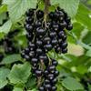 DUTCH BULBS EXCLUSIVE PLANTS FROM HOLLAN Ribes Nero Titania - 2 Piante - Perenni & Resistenti - Piante dall'Olanda | Bacche Grandi e Succose, Resistente alle Malattie (no semi, non artificiale)
