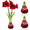 DUTCH BULBS EXCLUSIVE PLANTS FROM HOLLAN Bulbi di Amaryllis Cera Rosso Striato - 2 Bulbo da Fiore | Grande Formato 28/30, Piante e Fiori Esclusivi dall'Olanda, Hippeastrum Autentico (non semi, non artificiale)