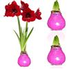 DUTCH BULBS EXCLUSIVE PLANTS FROM HOLLAN Bulbi di Amaryllis Cera Rosa - 2 Bulbi Fiori in Grande Formato 28/30 | Piante e Fiori Esclusivi dall'Olanda, Hippeastrum Autentico (non semi, non artificiale)