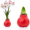 DUTCH BULBS EXCLUSIVE PLANTS FROM HOLLAN Bulbi di Amaryllis Cera Fiore Perfetto - 1 Bulbo da Fiore