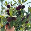 Generic myrica rubra - arbusti a crescita mirto cespugli di bacche frutteto siepi, arbusti, decorazioni per il soggiorno giardino roccioso con 20semi