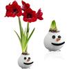 DUTCH BULBS EXCLUSIVE PLANTS FROM HOLLAN ulbi di Amaryllis Cera Snowman - 1 Bulbo da Fiore in Grande Formato 26/30