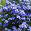 Generic piombo primaverili, resistenti in vaso plumbago - Ceratostigma plumbaginoides -to decorativo perenne da giardino da balcone resistenti in vaso 60semi