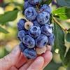 DUTCH BULBS EXCLUSIVE PLANTS FROM HOLLAN Mirtillo Blue Crop (Vaccinium corymbosum) - 2 Piante | Perenni & Resistenti, Piante dall'Olanda, per giardino e vasi, Frutti Freschi dall'Olanda (no semi, non artificiale)