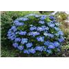AMDGarden Pianta di Ortensia blu Paniculata Pannocchia SERRATA BLUE BIRD in vaso 18cm AMDGardn