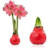 DUTCH BULBS EXCLUSIVE PLANTS FROM HOLLAN Bulbi di Amaryllis Cera Romance - 1 Bulbo da Fiore in Grande Formato 30/32