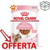 Royal Canin FHN Cat Sterilised Kitten in Salsa - Bustina Da 85 Gr - CONFEZIONE RISPARMIO