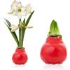 DUTCH BULBS EXCLUSIVE PLANTS FROM HOLLAN Bulbi di Amaryllis Cera Fiore di Caramella - 1 Bulbo da Fiore