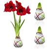 DUTCH BULBS EXCLUSIVE PLANTS FROM HOLLAN Bulbi di Amaryllis Cera Striped White - 2 Bulbi Fiori | Grande Formato 28/30, Piante e Fiori Esclusivi dall'Olanda, Hippeastrum Autentico (non semi, non artificiale)