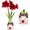 DUTCH BULBS EXCLUSIVE PLANTS FROM HOLLAN Bulbi di Amaryllis Cera Reindeer - 1 Bulbo da Fiore in Grande Formato 26/30