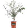 eGarden.store Pianta di Quercia Da Sughero Pianta di Quercus Suber pianta da esterno pianta da siepe cespuglio di Quercia da Sugero pianta ornamentale pianta da giardino pianta vera venduta da eGarden.store