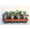 MODIPITRE Fragola Ananassa Bianca, Pianta Viva in Vaso 10 cm, Confezione da 6 Piante, Verde e Bianco, Uso Esterno