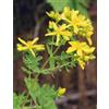 HERBOPLANET TSA HIPERICUM PERFORATUM 50ML