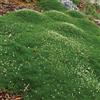 Generic Importierte 200 pezzi Irish Moss Samen, Sagina Subulata Grün Schöne Moss Samen, Garten Kreative Garnieren, Pflanze Diy Freies Verschiffen 5