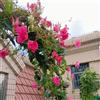 Generic dipladenia Mandevilla rupestri recisi in vaso interno selvatici estremamente resistenti balcone primaverile 250semi