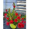 POWERS TO FLOWERS - MANDEVILLA DIPLADENIA ROSSA IN BASKET 25CM DIAMETRO, pianta vera