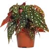 GardenersDream Begonia Maculata Pianta dalle Foglie a Pois | Pianta per Interni di Casa o Ufficio