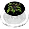 The Botany Bureau Illustrazione della pianta di gelso Morus alba PopSockets PopGrip per MagSafe