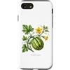 The Botany Bureau Custodia per iPhone SE (2020) / 7/8 Illustrazione della pianta di zucca Cucurbita maxima