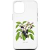 The Botany Bureau Custodia per iPhone 12/12 Pro Illustrazione della pianta di gelso Morus alba