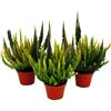 exotenherz Calluna Green Nature - Erica - Vaso da 11 cm - Set di 3 piante - diverse tonalità di verde per vaso