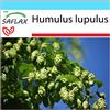 SAFLAX - Confezione regalo - Luppolo - 50 semi - Humulus lupulus