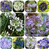Generic Agapanto Agapanthus facile coltivare crescita Piantato nella adatto 400semi
