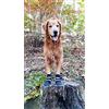 Bark Brite Tutti Gli Stivali Cane Tempo Neoprene Zampa Protettore con Straps- Riflettente (LG (3,5 in.)) Viaggiano Caso Cerniera Incluso