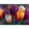 Yunlus Puzzle per adulti 1000 pezzi Impossibile Difficile Difficile Puzzle impegnativo per adulti 1000pc Puzzle Tulipani Gocce di rugiada sui fiori Puzzle 1000 pezzi 71,1 x 50,8 cm