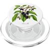 The Botany Bureau Illustrazione della pianta di gelso Morus alba PopSockets PopGrip per MagSafe