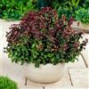 GardenersDream Leucothoe Curly Red arbusto sempreverde rustico da giardino | Pianta in vaso per esterni, perfetta per contenitori, terrazzi e balconi: una fioritura colorata da inserire in composizioni