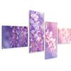 islandburner Quadro su tela Primo piano delicato fiori di glicine viola in piena fioritura morbida luce mattutina sfocata immagini viola rosa