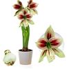 DUTCH BULBS EXCLUSIVE PLANTS FROM HOLLAN Bulbi di Amaryllis Papilio - 1 bulbi fiori in grande formato 20/22 | Piante e fiori esclusivi dall'Olanda, Autentici Hippeastrum (senza semi, senza cera e non artificiali)
