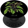 The Botany Bureau Illustrazione della pianta di gelso Morus alba PopSockets PopGrip Adesivo
