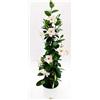 POWERS TO FLOWERS - MANDEVILLA DIPLADENIA BIANCA A PIRAMIDE H90CM, OFFERTA ULTIMI 10 PEZZI!!! pianta vera